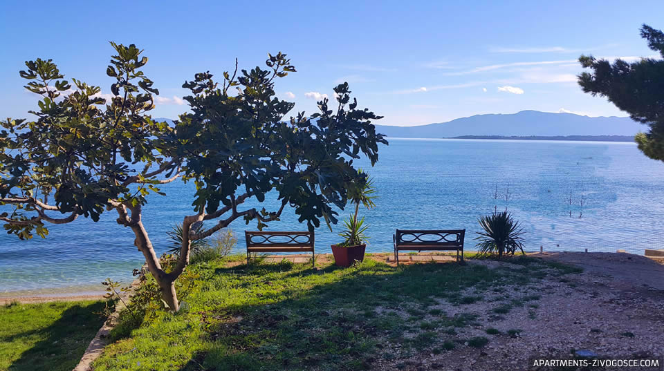 Živogošće Blato plaža Dole
